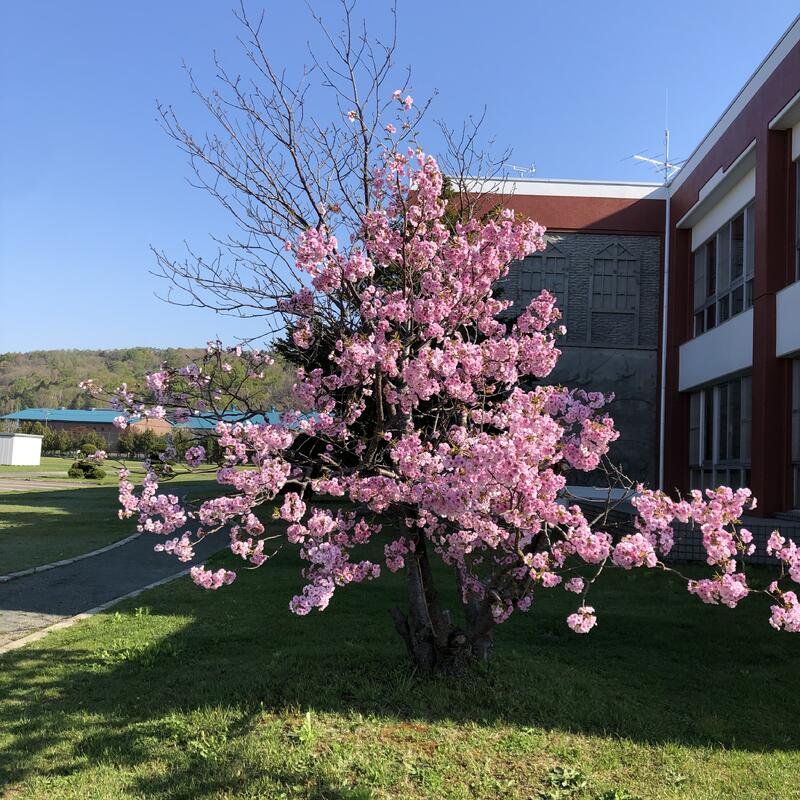 校内の桜①