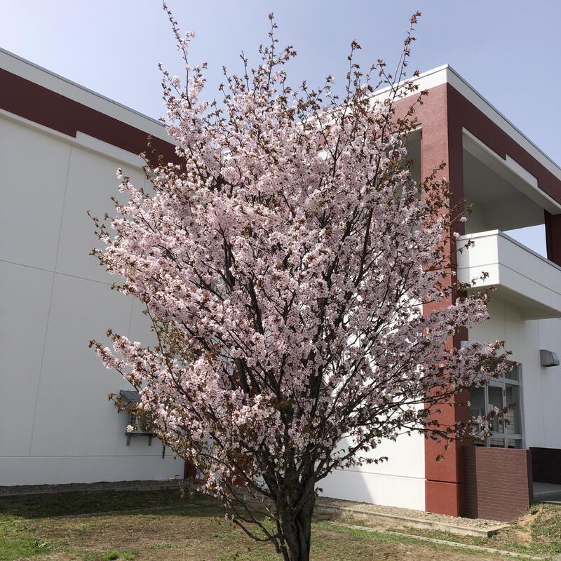校内の桜②